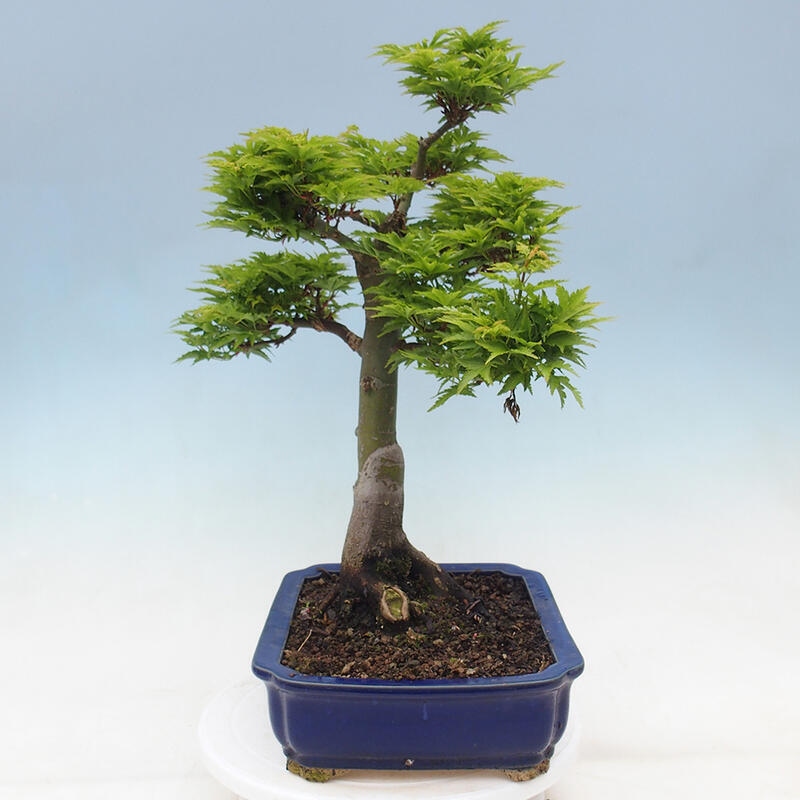 Bonsaï d'extérieur -Javor palm Acer palmatum Shishigashira