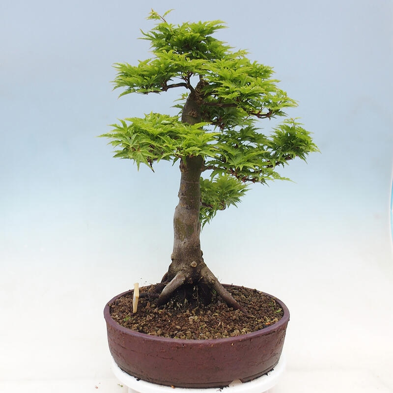 Bonsaï d'extérieur -Javor palm Acer palmatum Shishigashira