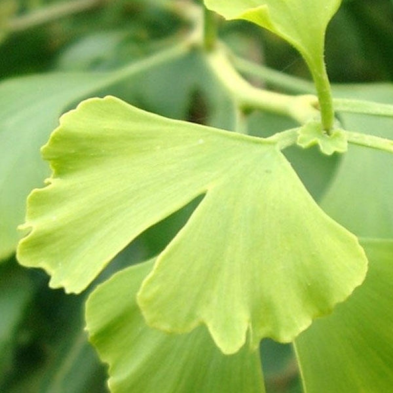 Bonsaïs d'extérieur - Ginkgo biloba - Ginkgo biloba