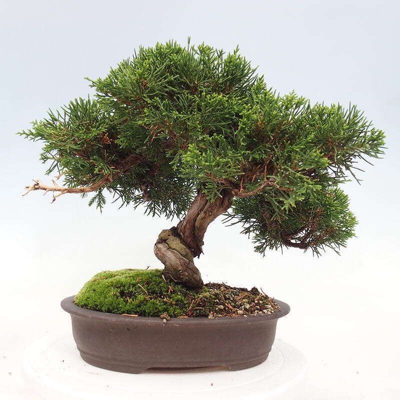 Bonsaï d'extérieur - Juniperus chinensis Itoigawa-Juniperus chinensis