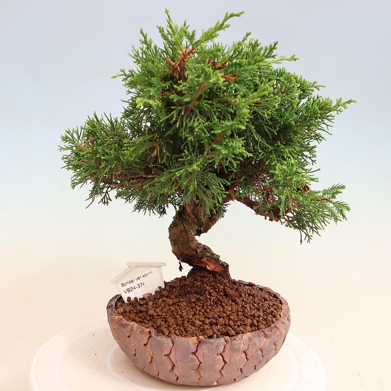 Bonsaï d'extérieur - Juniperus chinensis Itoigawa