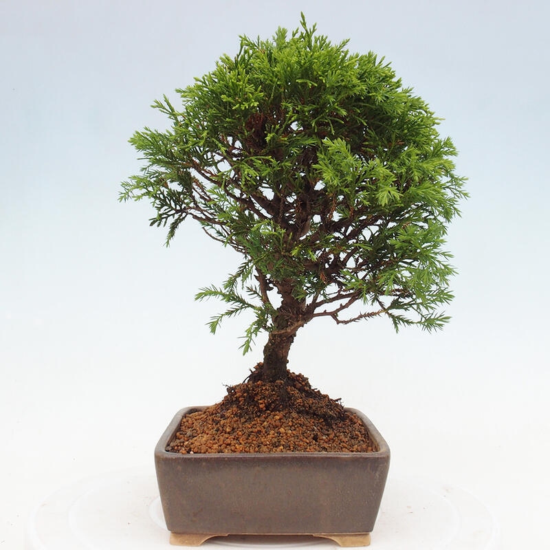 Bonsaï d'extérieur - Juniperus chinensis Itoigawa