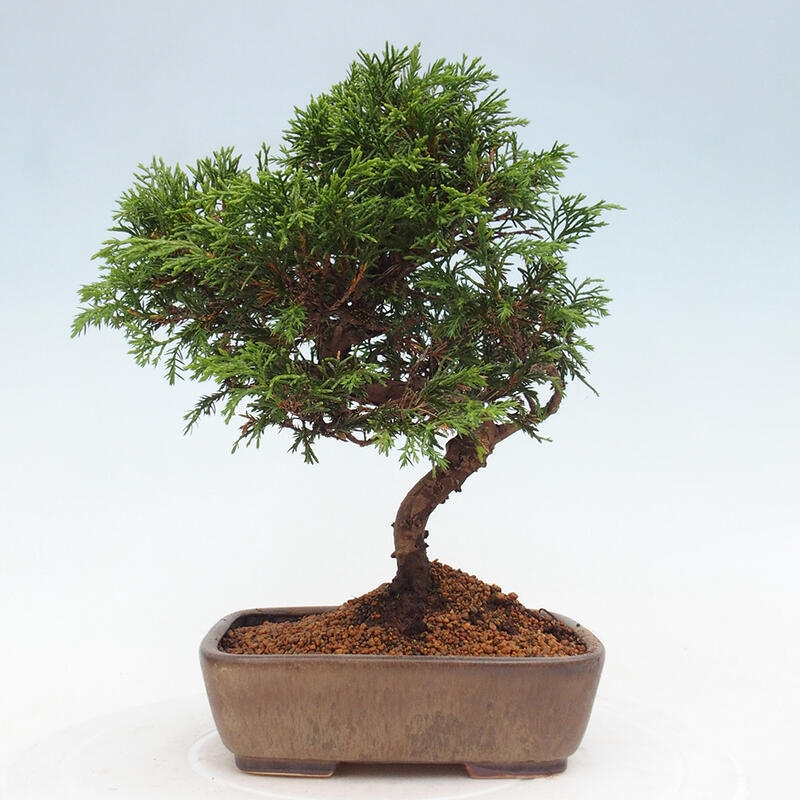 Bonsaï d'extérieur - Juniperus chinensis Itoigawa