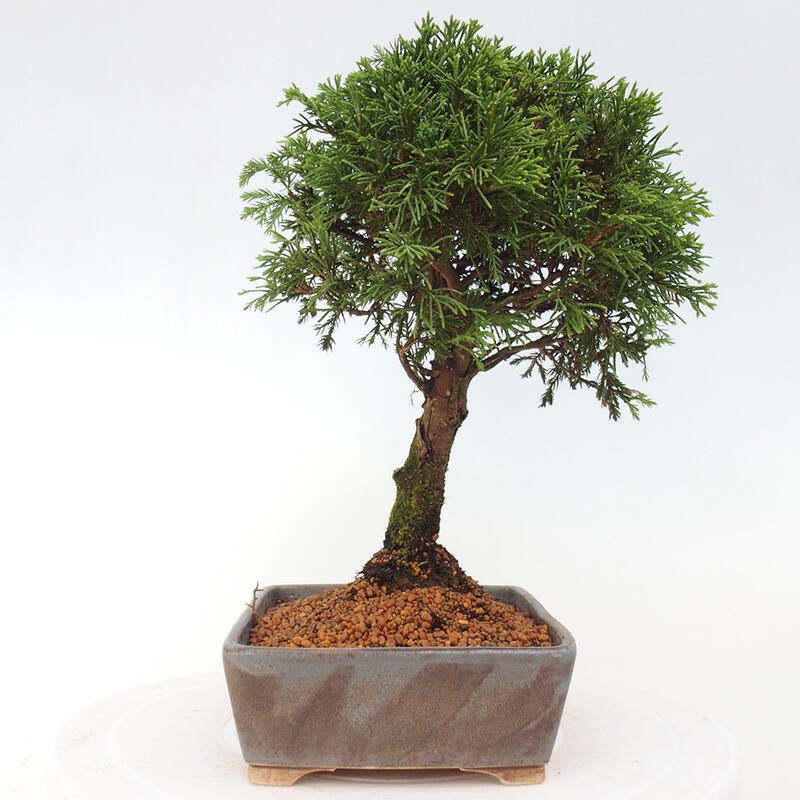 Bonsaï d'extérieur - Juniperus chinensis Itoigawa