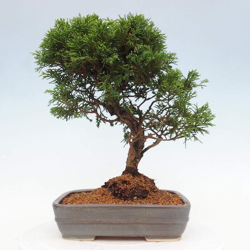 Bonsaï d'extérieur - Juniperus chinensis Itoigawa