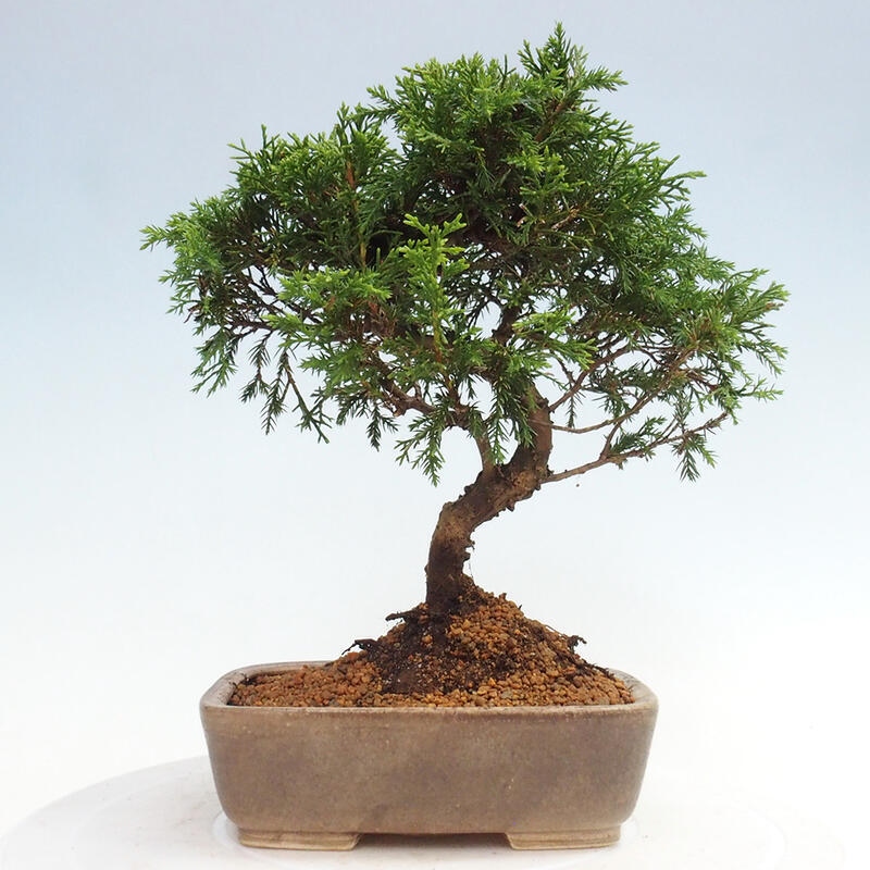 Bonsaï d'extérieur - Juniperus chinensis Itoigawa