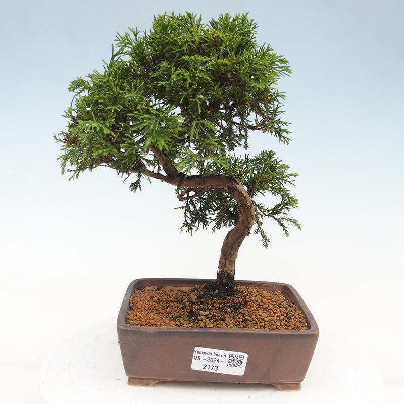 Bonsaï d'extérieur - Juniperus chinensis Itoigawa