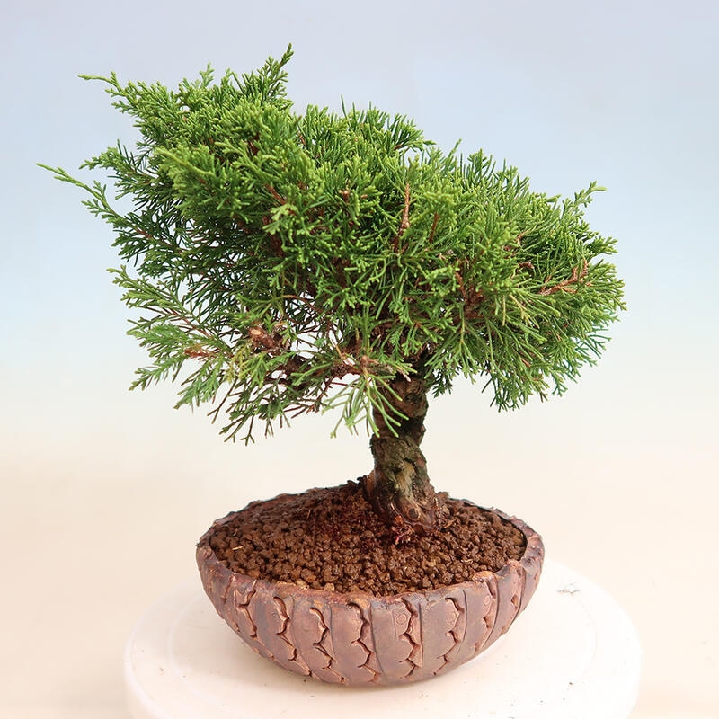Bonsaï d'extérieur - Juniperus chinensis Itoigawa