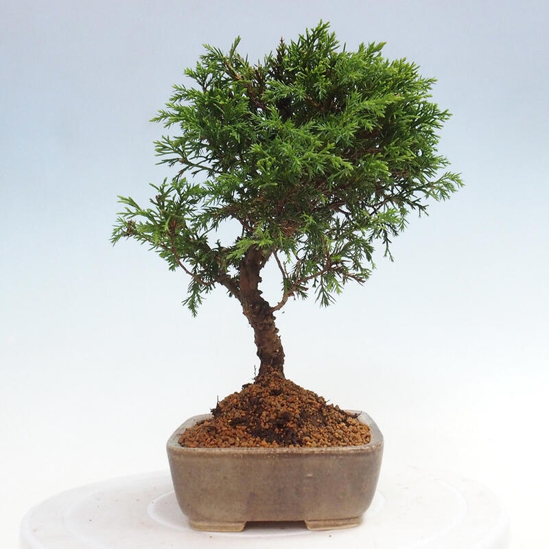 Bonsaï d'extérieur - Juniperus chinensis Itoigawa