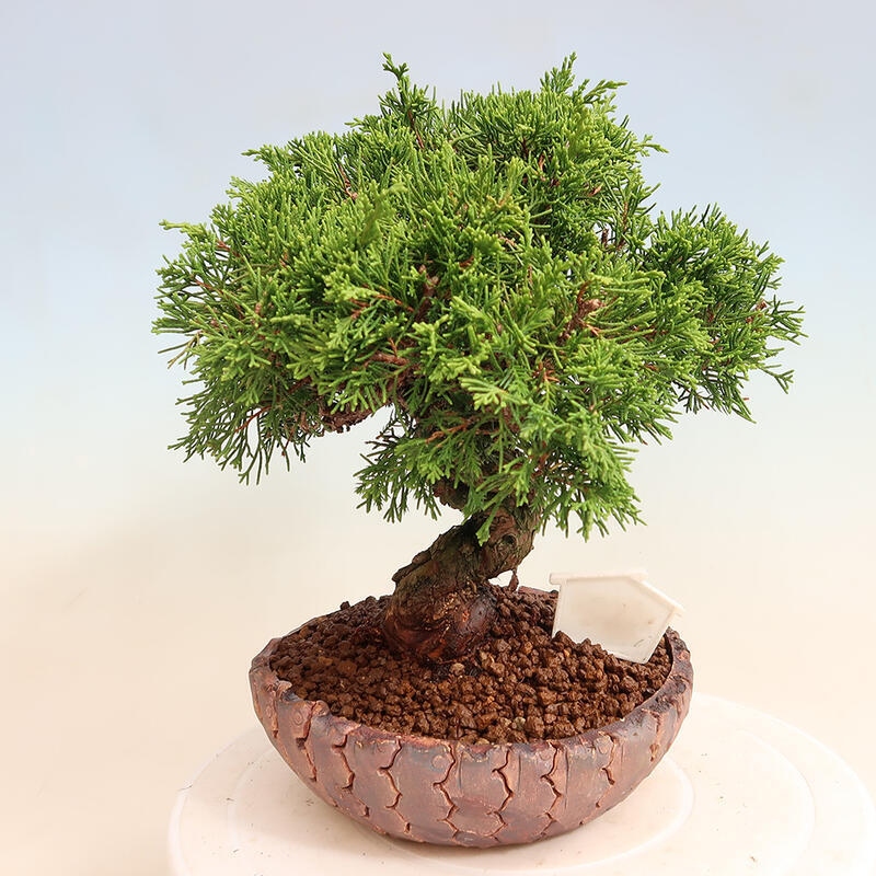 Bonsaï d'extérieur - Juniperus chinensis Itoigawa