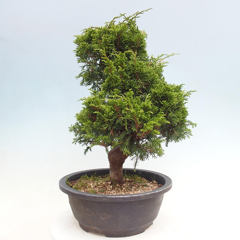 Bonsaï d'extérieur - Juniperus chinensis Itoigawa