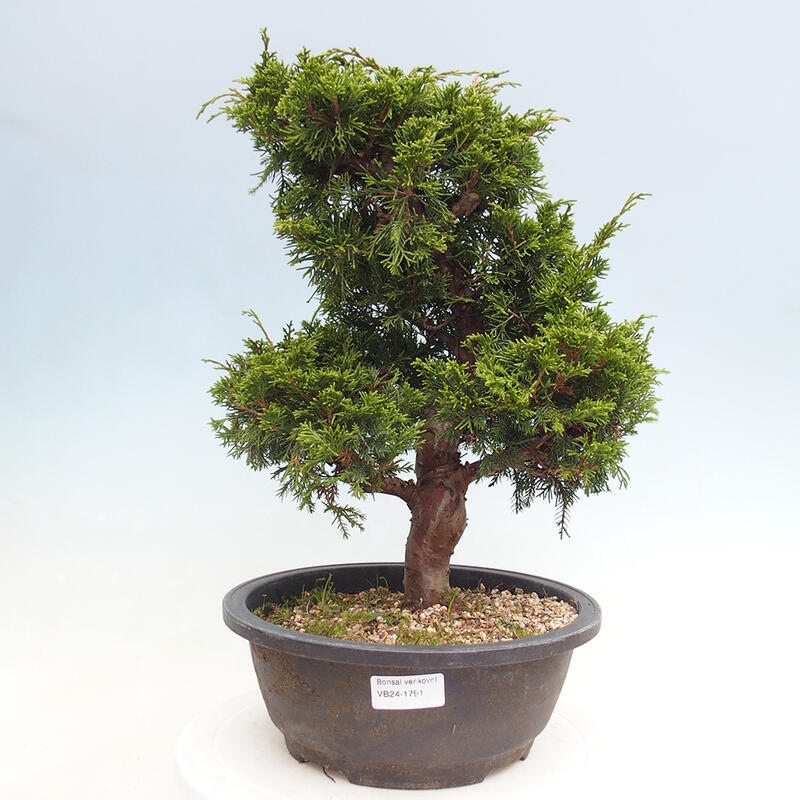 Bonsaï d'extérieur - Juniperus chinensis Itoigawa