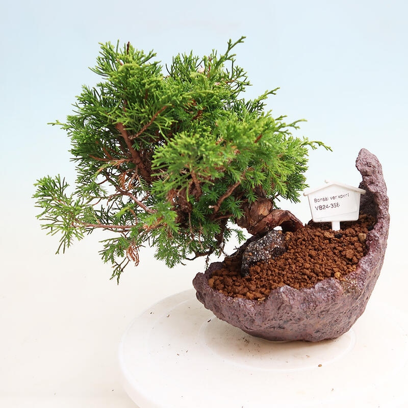 Bonsaï d'extérieur - Juniperus chinensis Itoigawa