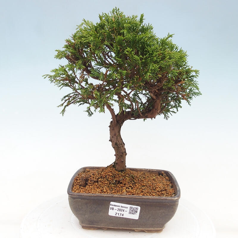 Bonsaï d'extérieur - Juniperus chinensis Itoigawa