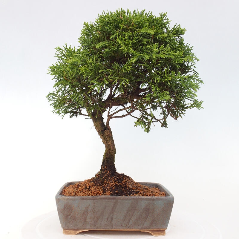 Bonsaï d'extérieur - Juniperus chinensis Itoigawa