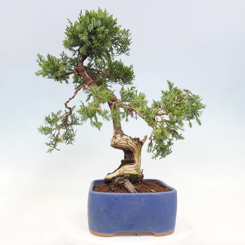 Bonsaï d'extérieur - Juniperus chinensis Itoigawa-Juniperus chinensis