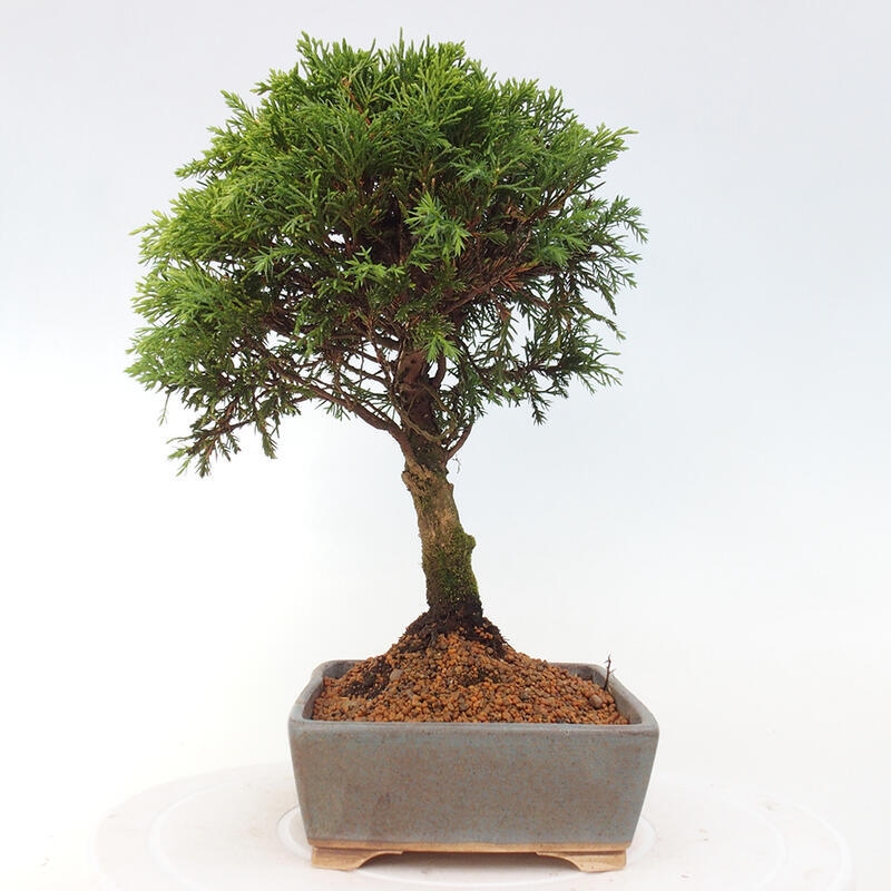 Bonsaï d'extérieur - Juniperus chinensis Itoigawa