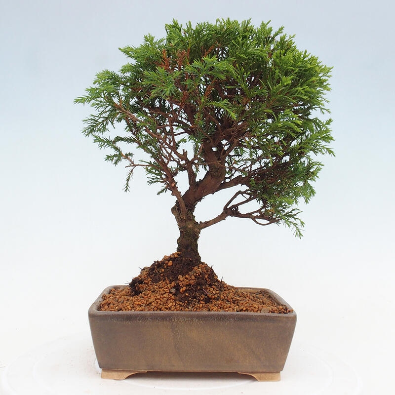 Bonsaï d'extérieur - Juniperus chinensis Itoigawa