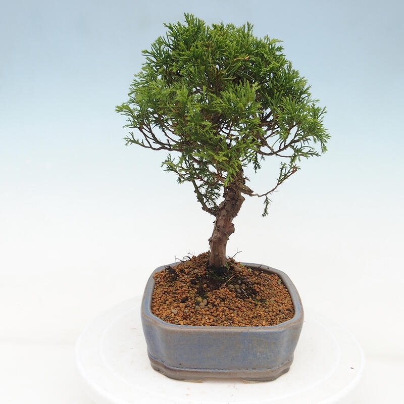 Bonsaï d'extérieur - Juniperus chinensis Itoigawa