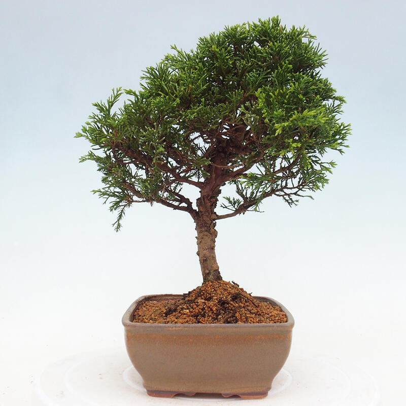 Bonsaï d'extérieur - Juniperus chinensis Itoigawa