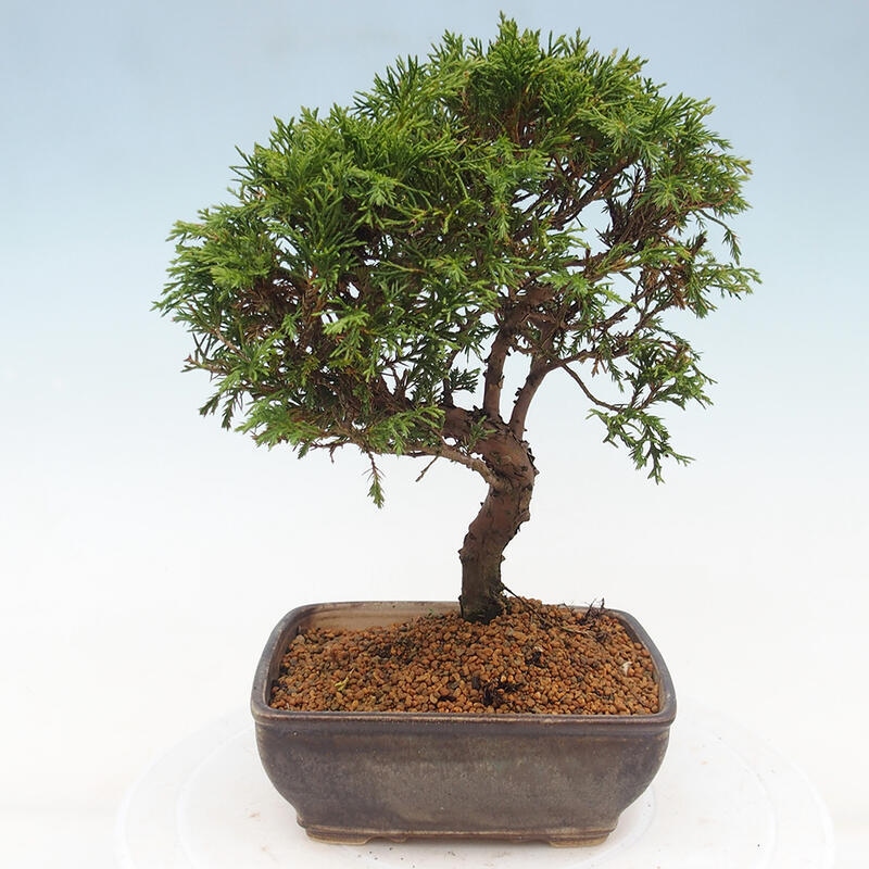 Bonsaï d'extérieur - Juniperus chinensis Itoigawa