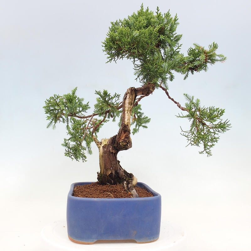 Bonsaï d'extérieur - Juniperus chinensis Itoigawa-Juniperus chinensis