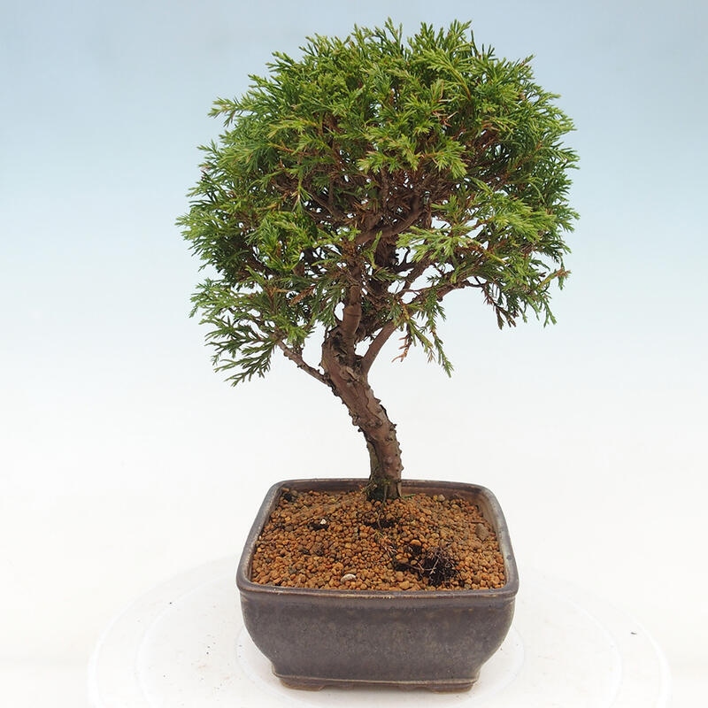 Bonsaï d'extérieur - Juniperus chinensis Itoigawa