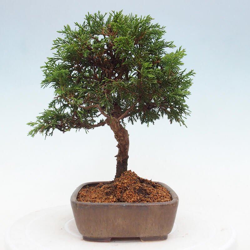 Bonsaï d'extérieur - Juniperus chinensis Itoigawa