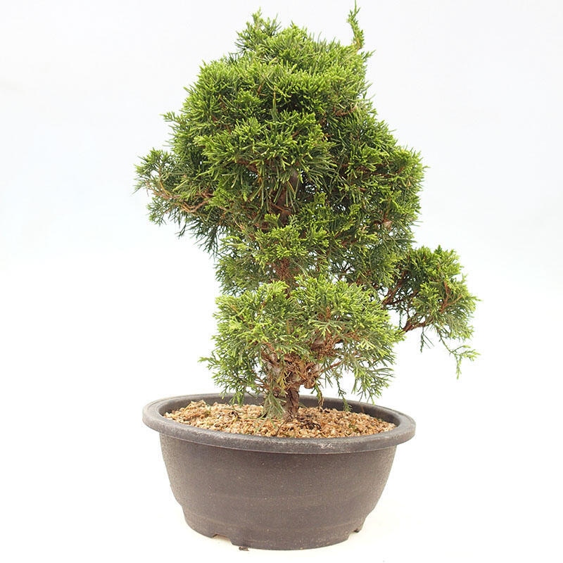 Bonsaï d'extérieur - Juniperus chinensis Itoigawa-Juniperus chinensis