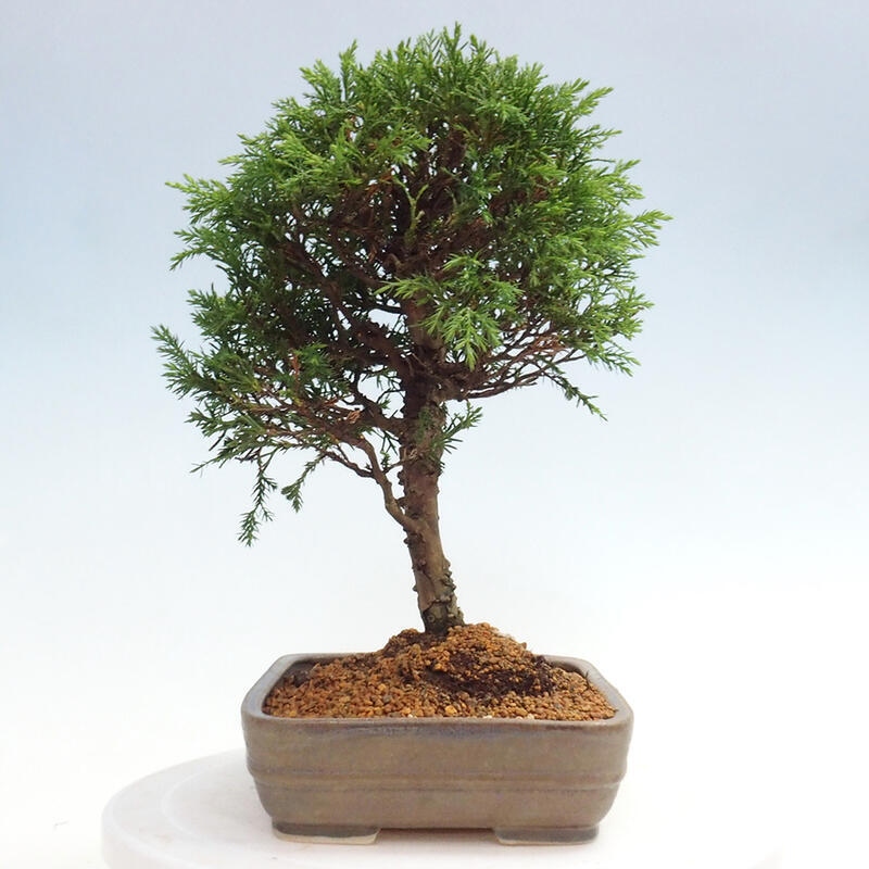 Bonsaï d'extérieur - Juniperus chinensis Itoigawa