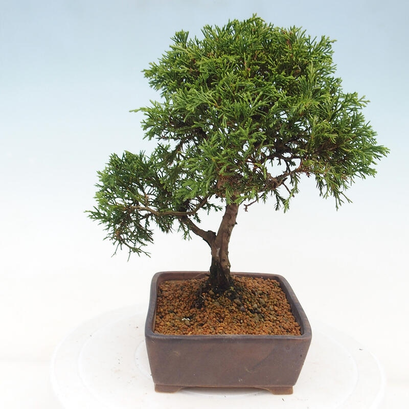 Bonsaï d'extérieur - Juniperus chinensis Itoigawa