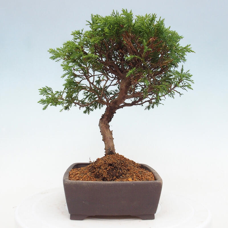 Bonsaï d'extérieur - Juniperus chinensis Itoigawa