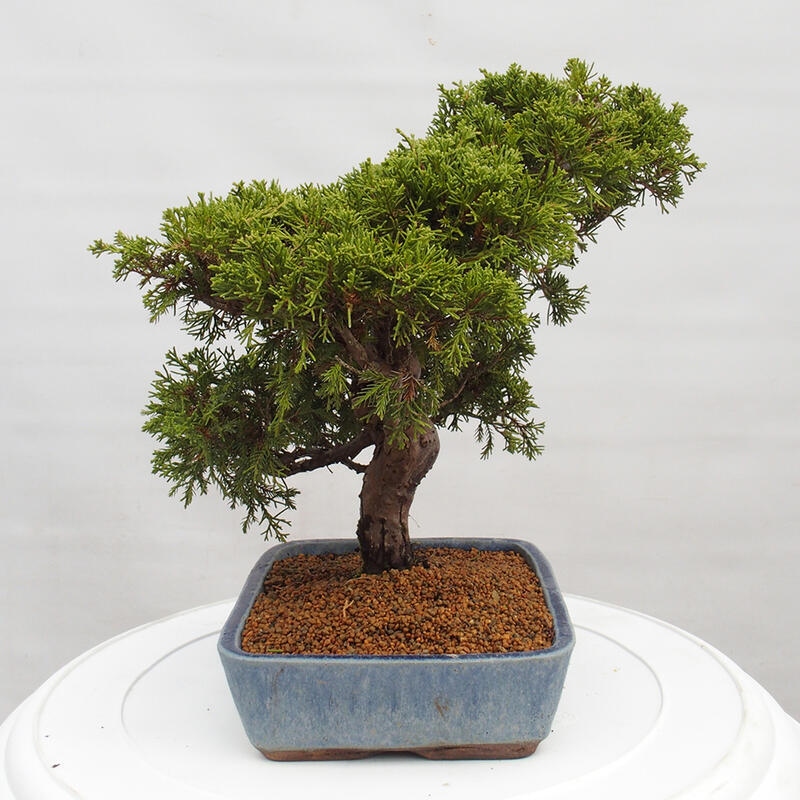 Bonsaï d'extérieur - Juniperus chinensis Itoigawa