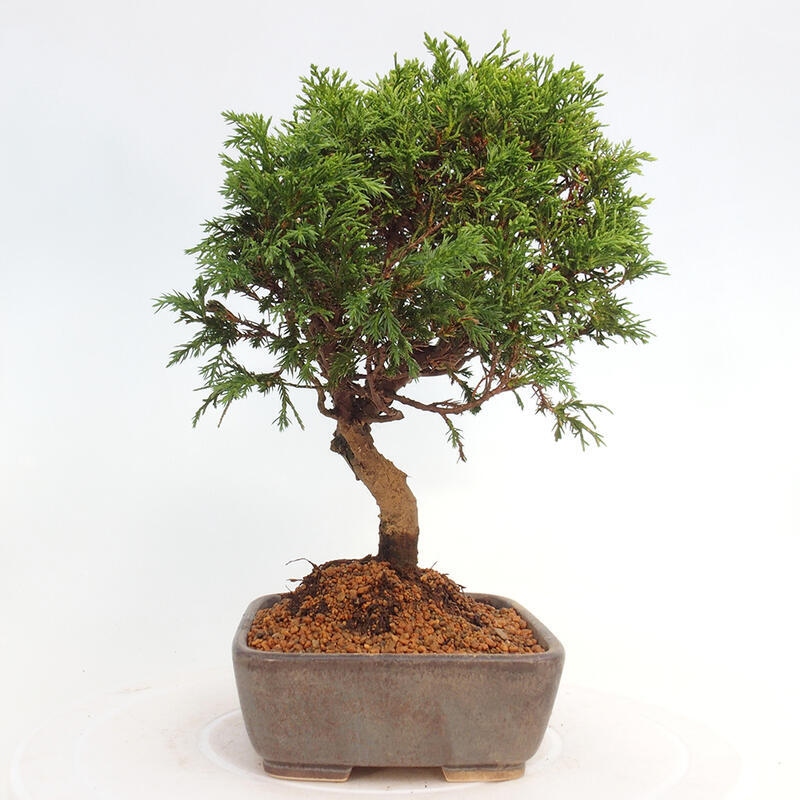 Bonsaï d'extérieur - Juniperus chinensis Itoigawa