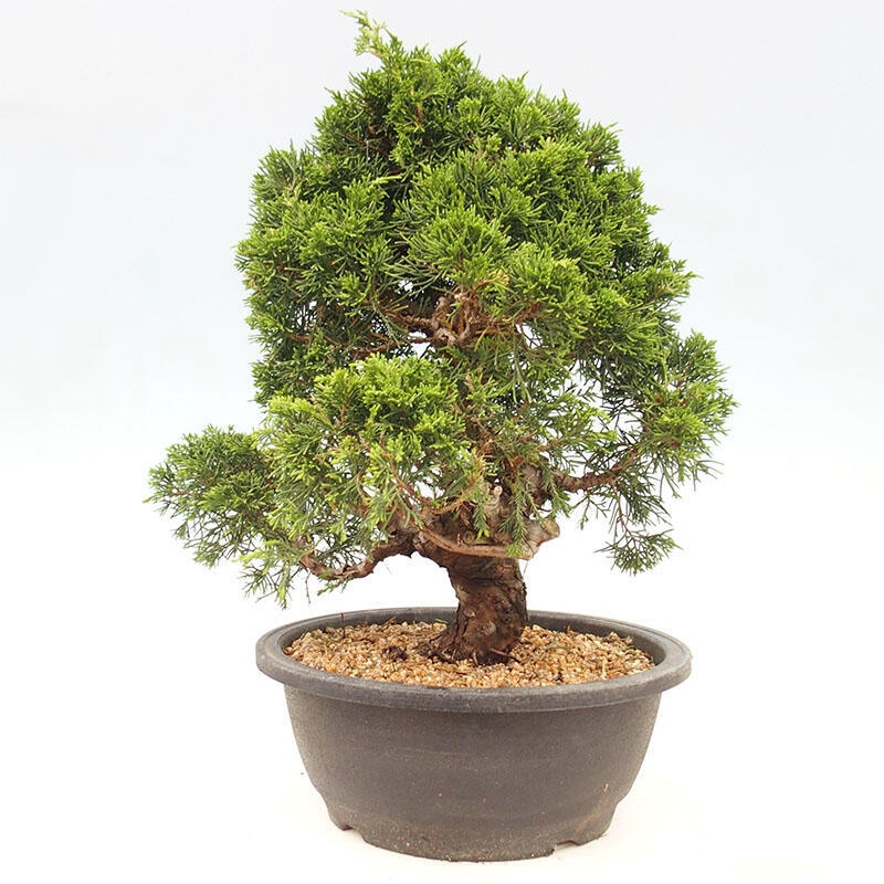 Bonsaï d'extérieur - Juniperus chinensis Itoigawa-Juniperus chinensis