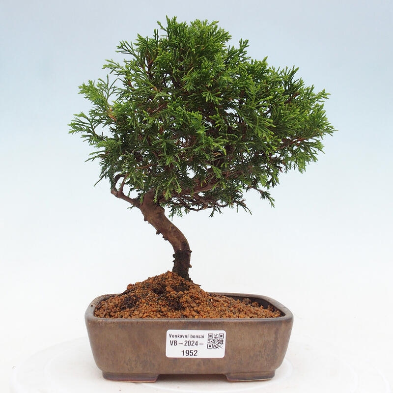 Bonsaï d'extérieur - Juniperus chinensis Itoigawa