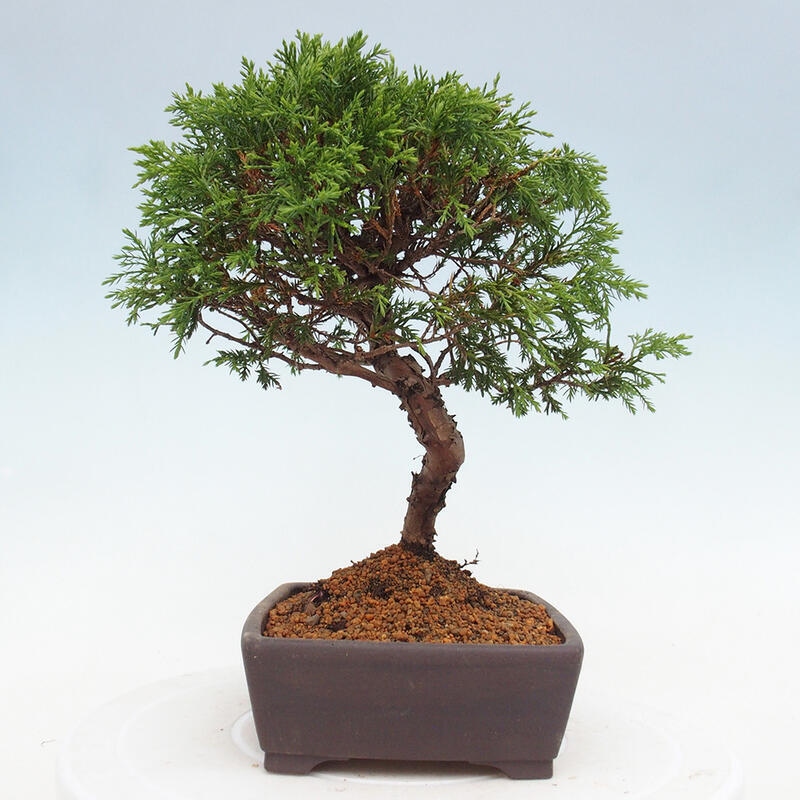 Bonsaï d'extérieur - Juniperus chinensis Itoigawa
