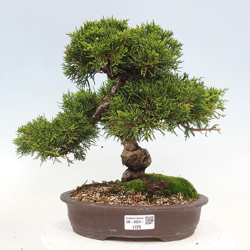 Bonsaï d'extérieur - Juniperus chinensis Itoigawa-Juniperus chinensis