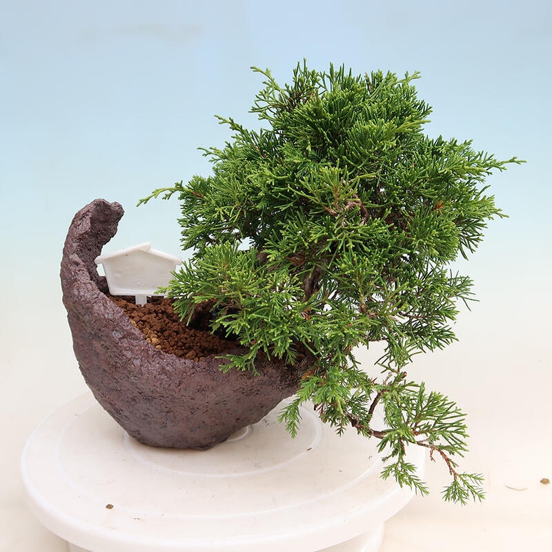 Bonsaï d'extérieur - Juniperus chinensis Itoigawa