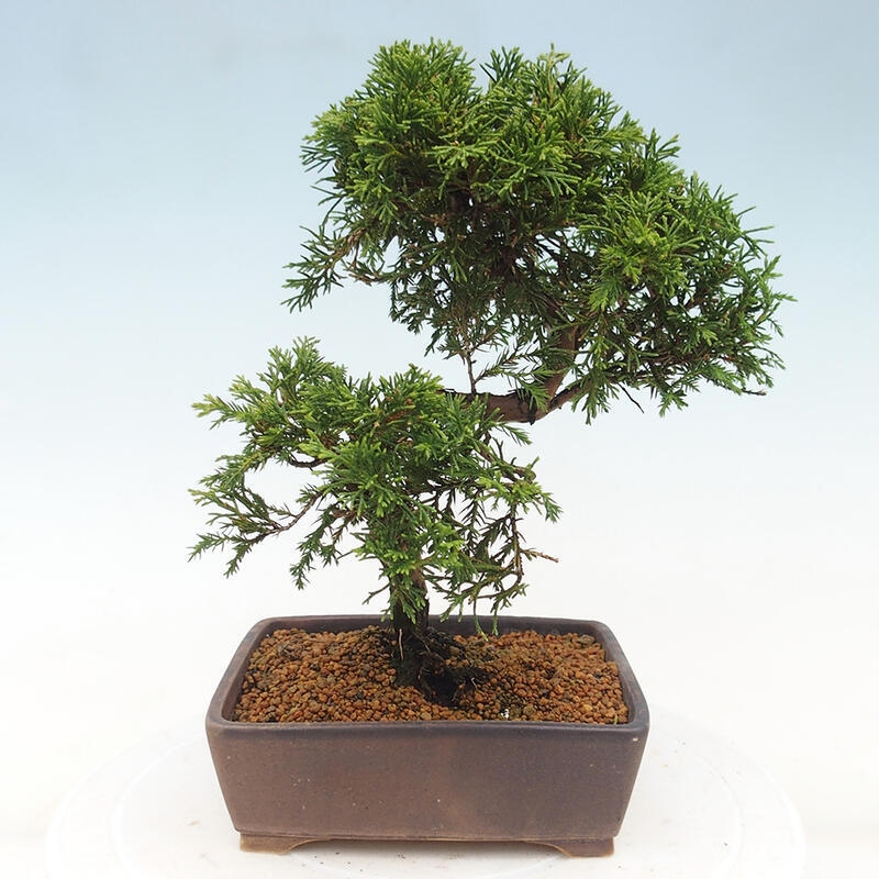 Bonsaï d'extérieur - Juniperus chinensis Itoigawa