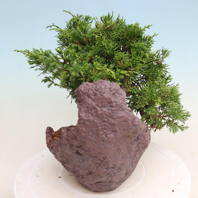 Bonsaï d'extérieur - Juniperus chinensis Itoigawa