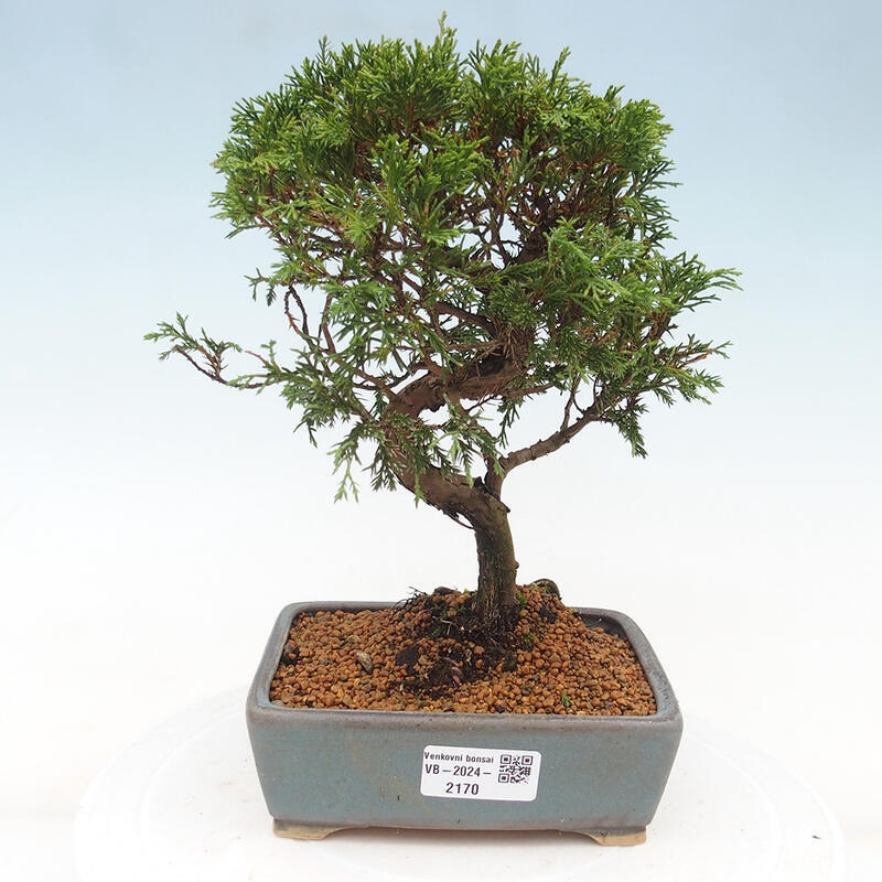 Bonsaï d'extérieur - Juniperus chinensis Itoigawa