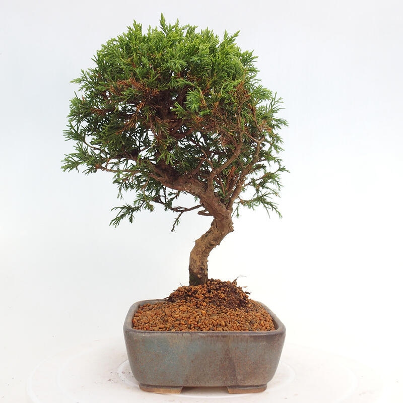 Bonsaï d'extérieur - Juniperus chinensis Itoigawa