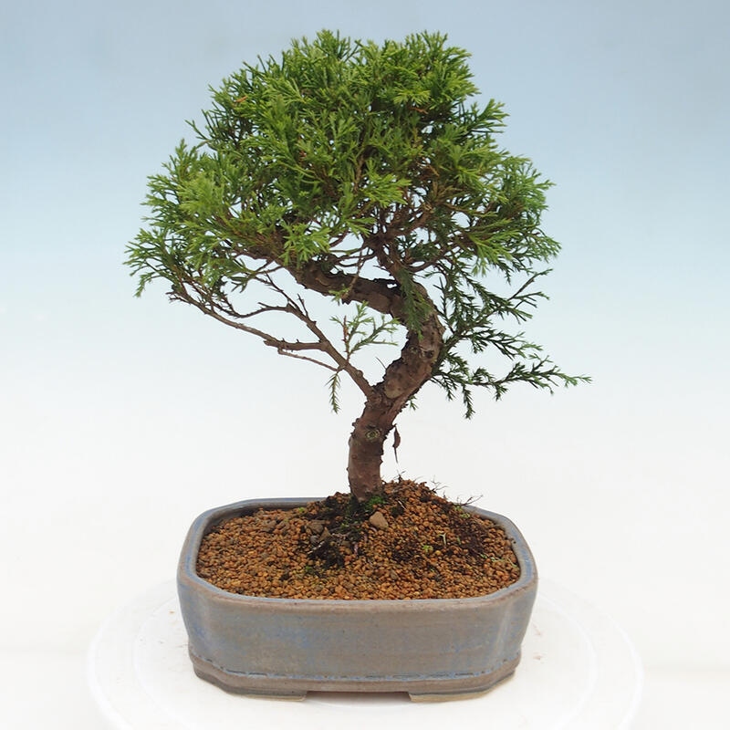 Bonsaï d'extérieur - Juniperus chinensis Itoigawa