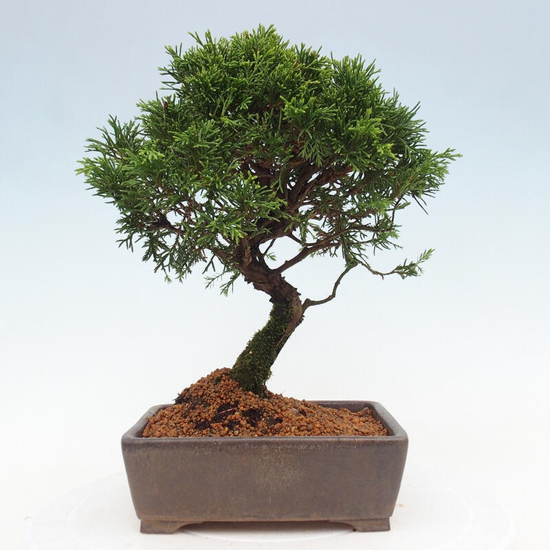 Bonsaï d'extérieur - Juniperus chinensis Itoigawa