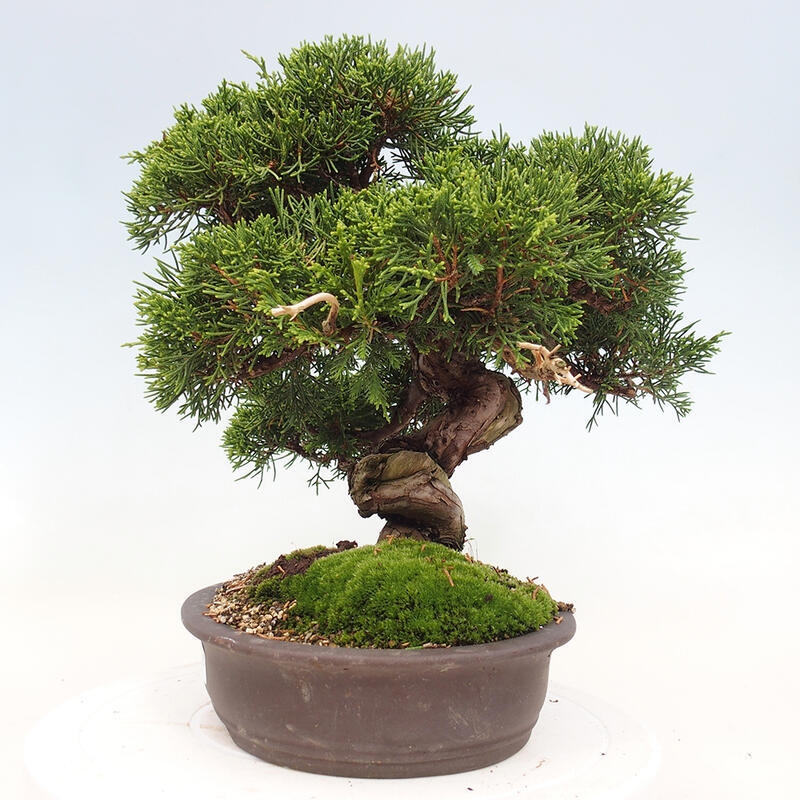 Bonsaï d'extérieur - Juniperus chinensis Itoigawa-Juniperus chinensis