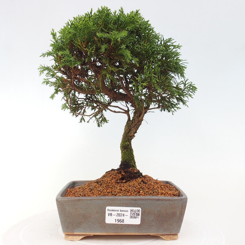 Bonsaï d'extérieur - Juniperus chinensis Itoigawa