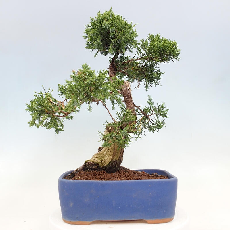 Bonsaï d'extérieur - Juniperus chinensis Itoigawa-Juniperus chinensis