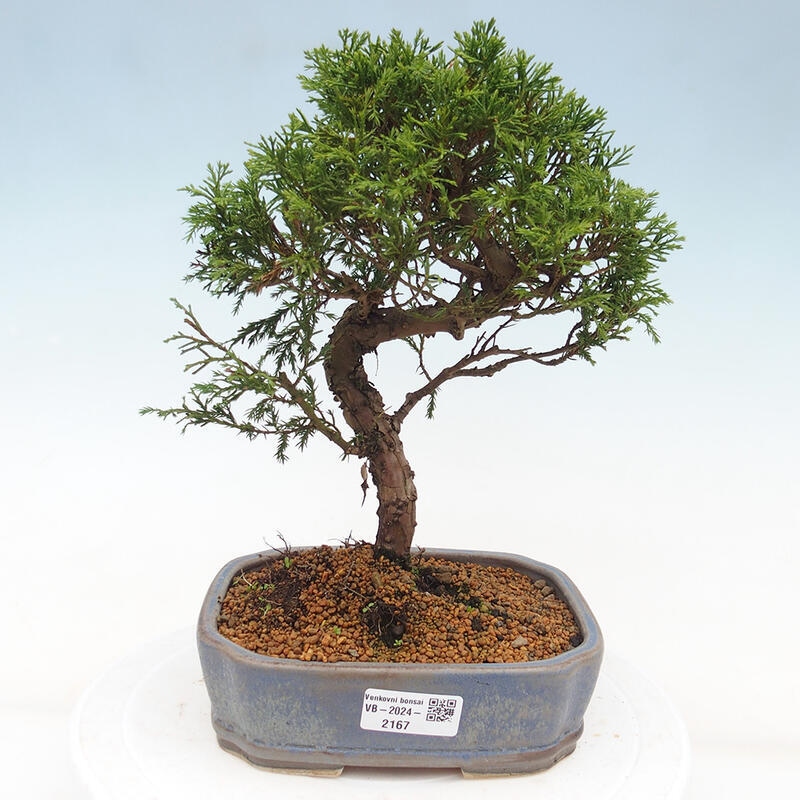 Bonsaï d'extérieur - Juniperus chinensis Itoigawa