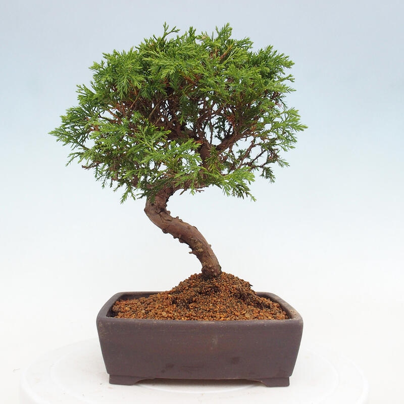 Bonsaï d'extérieur - Juniperus chinensis Itoigawa